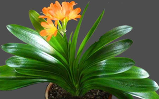 客廳適合養什么花和植物好風水