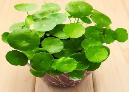 銅錢(qián)草如何擺放風(fēng)水好