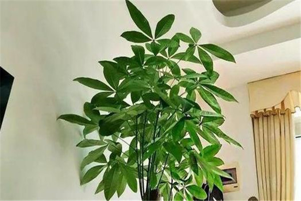 鎮宅招財旺人的植物