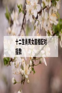 生肖配對指數(shù)高好嗎