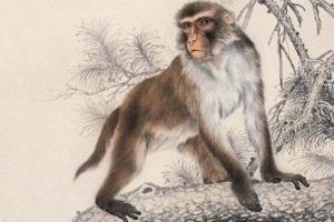 1992年是苦命猴還是富猴，十猴九苦是真的嗎？