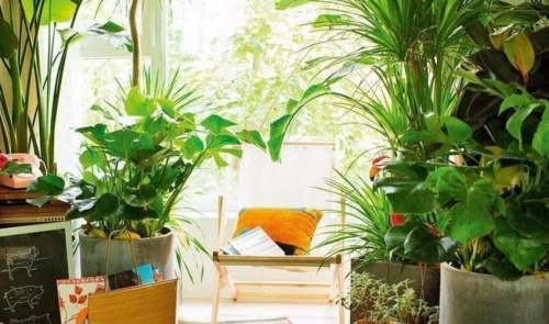 臥室適合養什么花和植物好風水學