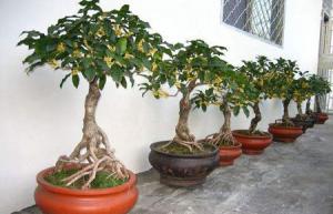 院子里種桂花樹的風水禁忌