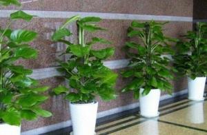 十種適合住宅與辦公室種植的風水植物
