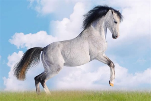 2002屬什么生肖 今年多大了 2002屬什么生肖 今年多大了