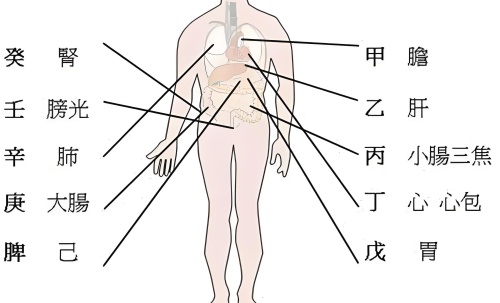 天干代表人身體的部位，十天干對應(yīng)身體各部位詳解！