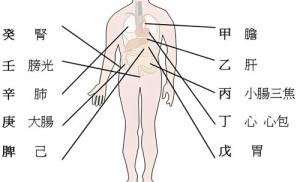 天干代表人身體的部位，十天干對應身體各部位詳解！