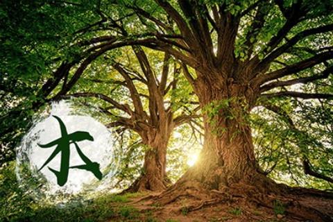 五行缺木怎么補(bǔ)的常規(guī)方式是什么？