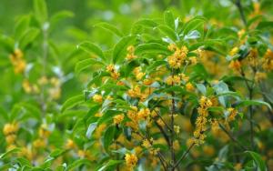 門前種桂花樹的風水禁忌
