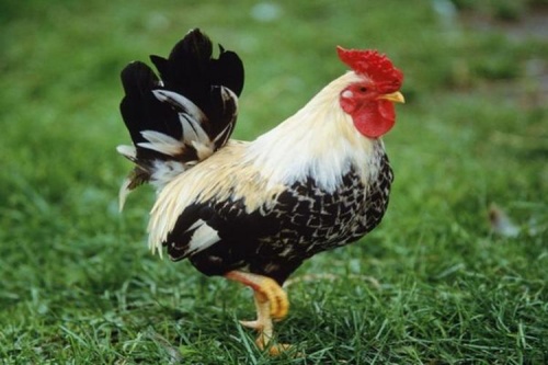 屬雞三合和三沖屬相 屬雞三合和三沖屬相