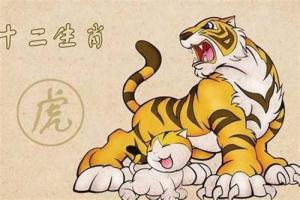 老虎最不合的四個屬