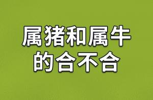 屬豬和屬牛的人合得來(lái)嗎
