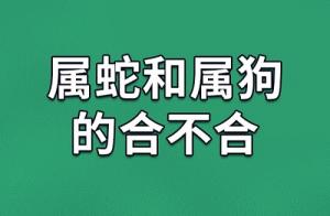 屬狗和屬蛇的合不合