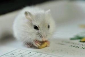 富貴鼠一般生在幾月份