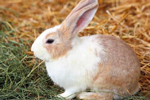 夢見兔子是什么預兆 夢見兔子預示著什么 夢見兔子是什么預兆 夢見兔子預示著什么