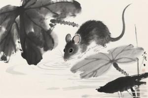 屬鼠的人適合養貓嗎