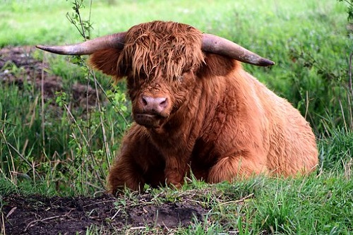 屬牛男的和屬龍女的相配好不好