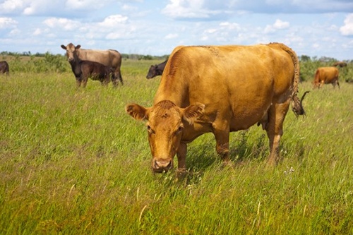 屬牛的幾月份出生最好 屬牛的幾月份出生最好