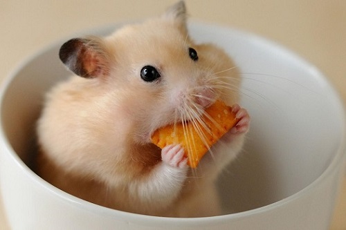 屬鼠女不能和什么屬相在一起 屬鼠女不能和什么屬相在一起