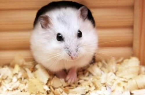 84年鼠女最難熬的三年 84年鼠女最難熬的三年