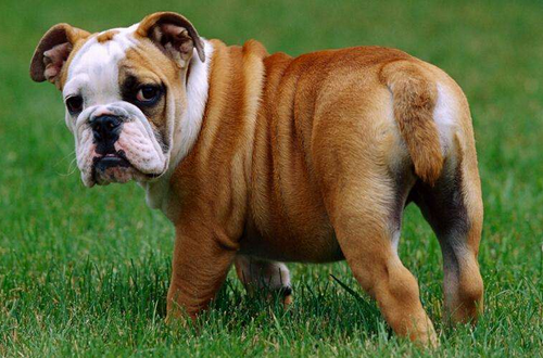 屬狗的住幾層樓最好吉利 屬狗的住幾層樓最好吉利