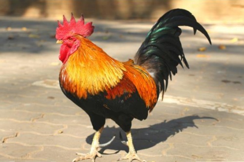 93年的雞是什么命 93年的雞是什么命