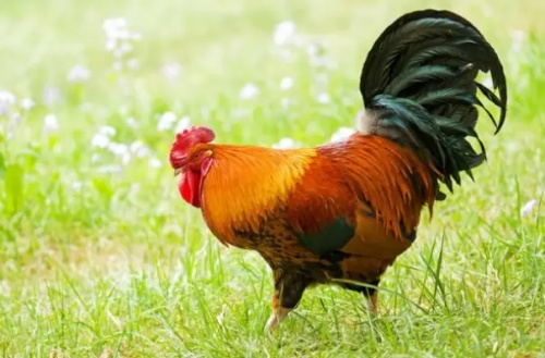 1993年屬雞是金命還是水命 1993年屬雞是金命還是水命