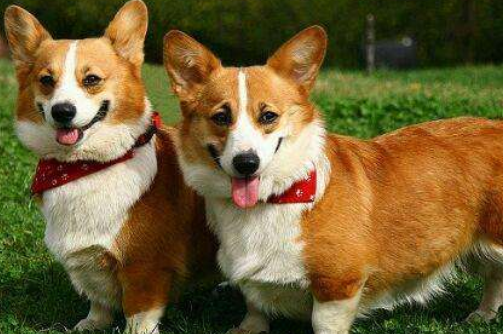 1994年屬狗是什么命 1994年屬狗是什么命