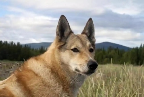 屬狗2025躲不過去大難 屬狗2025躲不過去大難