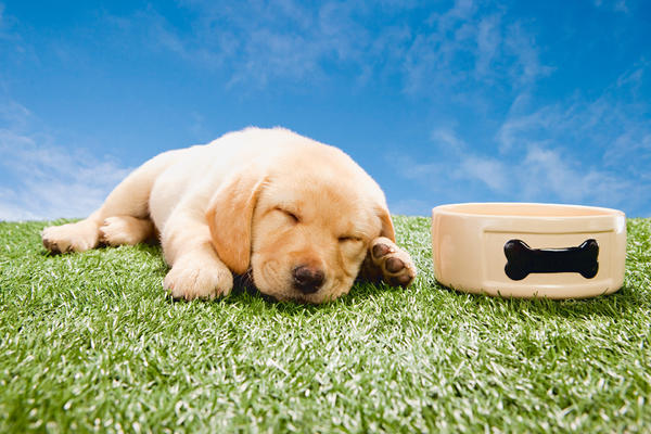 屬狗男最惦記的生肖女 屬狗男最惦記的生肖女