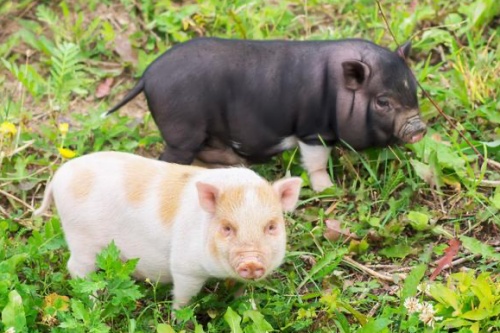 屬豬的最佳婚配和最忌婚配 屬豬的最佳婚配和最忌婚配