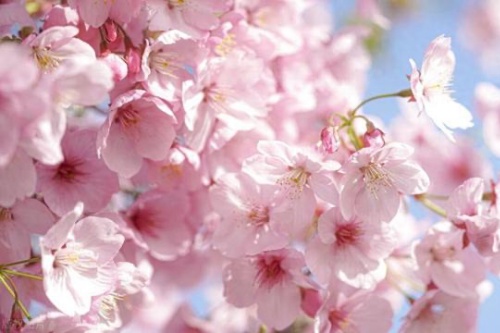 女人日柱有紅鸞的表現