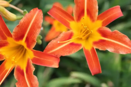 紅鸞在日柱代表什么氣質(zhì)