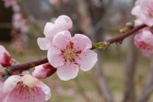 紅鸞是追別人還是別人追自己