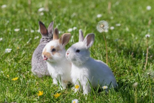 兔年出生幾月命最好 兔年出生幾月命最好