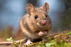 鼠年出生幾月命最好