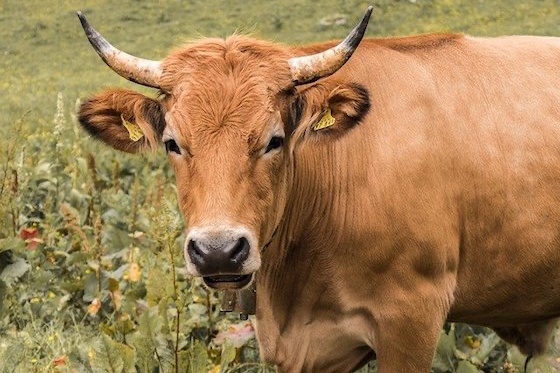 十牛九苦,哪個月份最苦 十牛九苦,哪個月份最苦