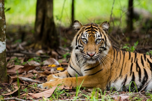 十虎九苦,哪個月份最苦 十虎九苦,哪個月份最苦