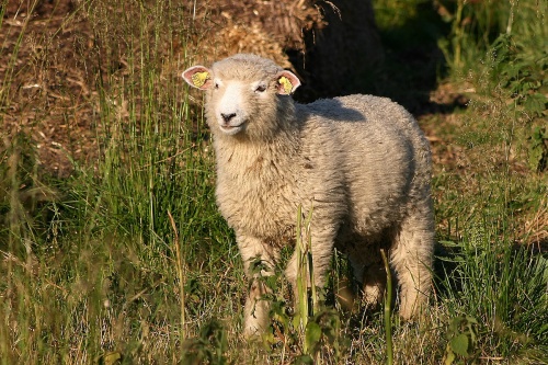 十羊九苦,哪個月份最苦