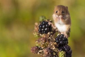 十鼠九苦,哪個月份最苦