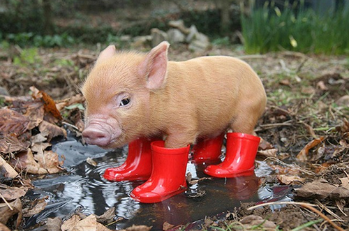 十豬九苦,哪個月份最苦 十豬九苦,哪個月份最苦