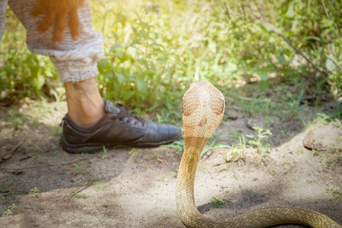 夢見被蛇咬了是什么意思 夢見被蛇咬了是什么意思