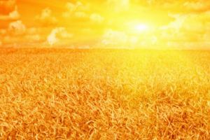 五行屬金適合做什么行業(yè)