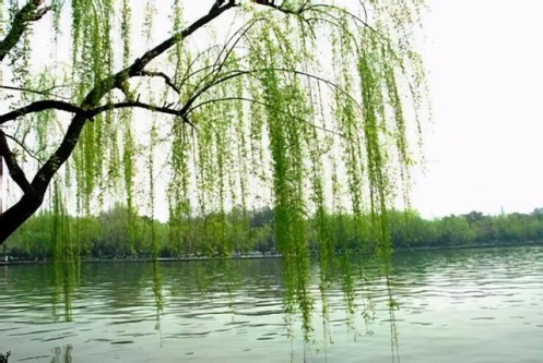 楊柳木最佳配偶是誰 楊柳木最佳配偶是誰