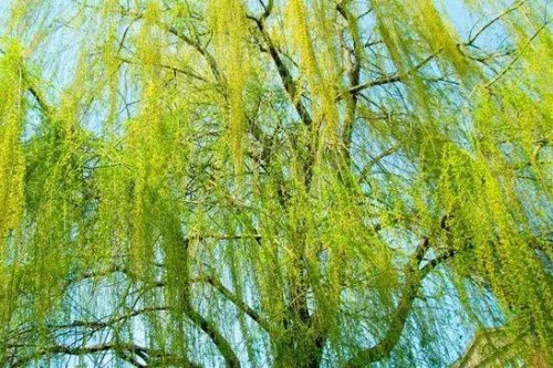 最旺楊柳木命的東西 最旺楊柳木命的東西