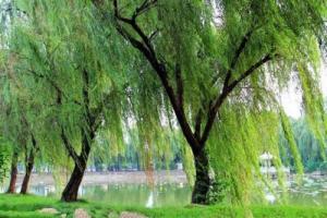 楊柳木命早婚還是晚婚好