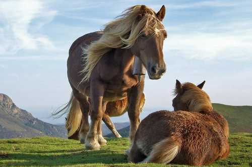 本命年馬年2026年要注意些什么 本命年馬年2026年要注意些什么