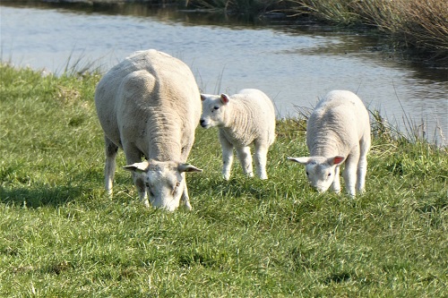 屬羊的人適合戴什么
