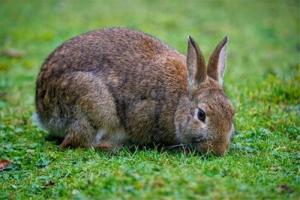 屬兔的人適合戴什么