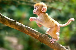 屬猴的人適合戴什么